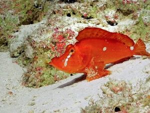 Spesies Langka Ikan Berjalan Menampakkan Diri di Australia Spesies Langka Ikan Berjalan Menampakkan Diri di Australia
