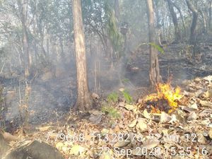 6 Hektare Hutan di Gunung Bentar Probolinggo Terbakar