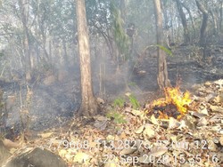 6 Hektare Hutan di Gunung Bentar Probolinggo Terbakar