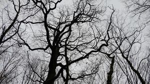 Hutan Terangker yang Punya Gerbang Dunia Lain