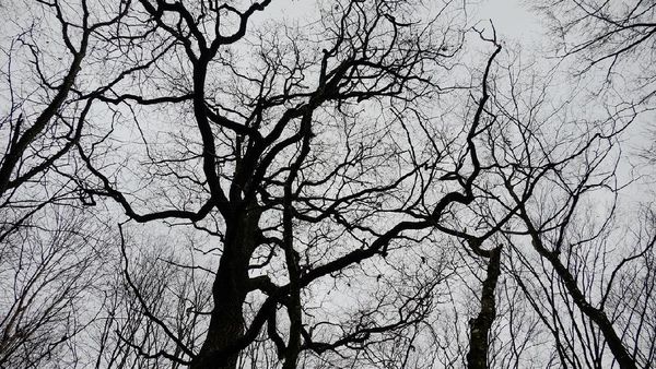 Hutan Terangker yang Punya Gerbang Dunia Lain