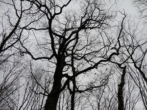 Hutan Terangker yang Punya Gerbang Dunia Lain Hutan Terangker yang Punya Gerbang Dunia Lain