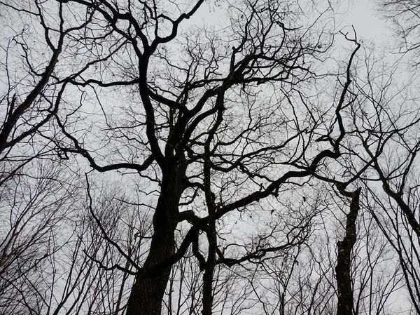 Hutan Terangker yang Punya Gerbang Dunia Lain