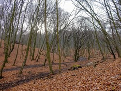 Kerajaan Iblis dalam Hutan Terangker Dunia