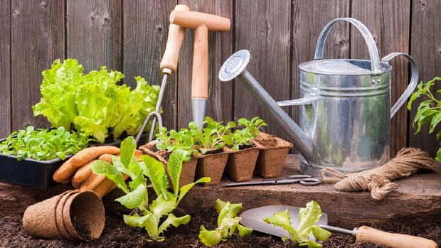 Seedlings of lettuce with gardening tools outside the potting shed