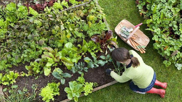 Birds eye view of a woman gardener weeding an organic vegetable garden with a hand fork, while kneeling on green grass and wearing red wellington boots.