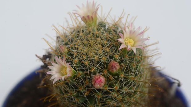 ilustrasi kaktus mammillaria