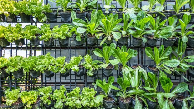 Cara Berkebun Sayuran Di Rumah Berlahan Sempit