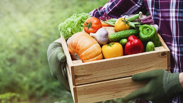 Farmer holds in hands wooden box with vegetables produce on the background of the garden. Fresh and organic food.