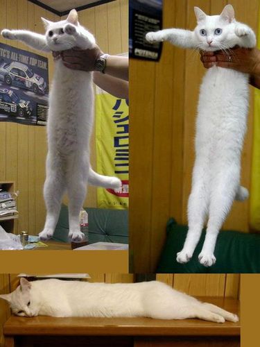 Longcat