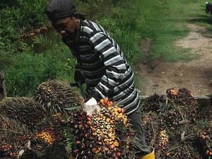 Petani Sawit Terhimpit Perusahaan Besar, Sri Mulyani Minta BPDPKS Benahi