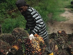 Perkebunan Sawit Malaysia Kekurangan Tenaga Kerja, Ada Koridor Khusus TKI?