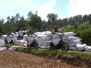 Meraup Rezeki Lewat Ojek Pertanian di Gunung Sindoro