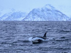 Paus Orca di Eropa Serang Kapal hingga Tenggelam, Pakar Ungkap Alasannya