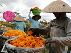 6 Tanaman Hias untuk Mengatasi Rayap di Rumah