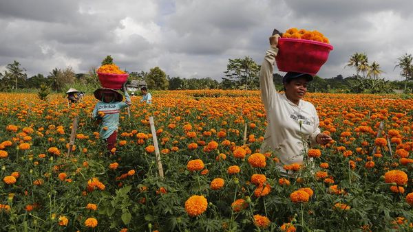 Panen Bunga Marigold di Bali
