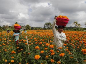 Panen Bunga Marigold di Bali