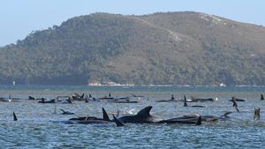 Ratusan Paus Terdampar di Tasmania, 90 Ekor Mati