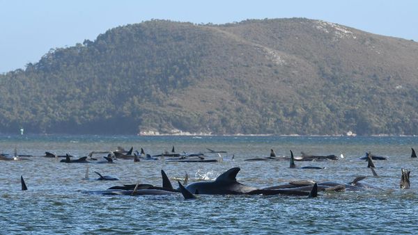 Ratusan Paus Terdampar di Tasmania, 90 Ekor Mati