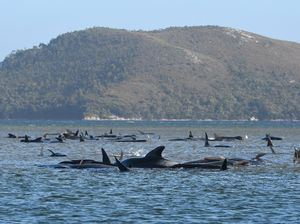 Ratusan Paus Terdampar di Tasmania, 90 Ekor Mati