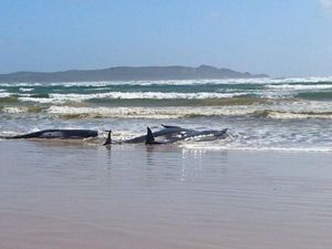 Sedih, Ratusan Paus Terdampar, 90 Ekor Sudah Mati