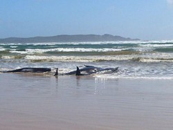 Sedih, Ratusan Paus Terdampar, 90 Ekor Sudah Mati