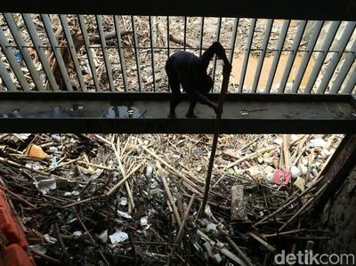 Gegara Banjir Kiriman, Sampah Menumpuk di Pintu Air Manggarai