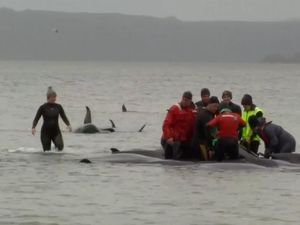 Ratusan Paus Terdampar di Tasmania