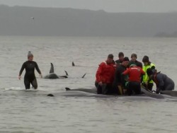 Ratusan Paus Terdampar di Tasmania