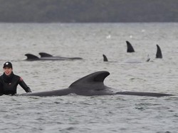 Ratusan Paus Terdampar di Tasmania, Bagaimana Cara Menyelamatkannya?