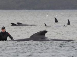 Ratusan Paus Terdampar di Tasmania, Bagaimana Cara Menyelamatkannya? Ratusan Paus Terdampar di Tasmania, Bagaimana Cara Menyelamatkannya?