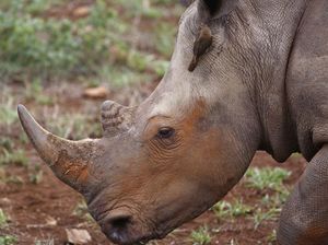 Gemas, Anak Badak Ini Mau Tidur Jika Ada Selimut
