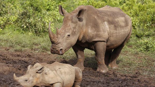 Tahu Engga? 22 September Ini Hari Badak Sedunia Lho