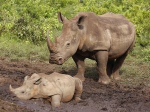 Mengenal 5 Jenis Badak di Dunia, Ada Apa Saja Sih?