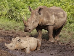 Mengenal 5 Jenis Badak di Dunia, Ada Apa Saja Sih?