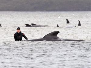 Video Evakuasi Besaran-besaran 470 Paus yang Terdampar di Tasmania