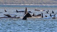 250 Paus Terdampar di Tasmania, Australia