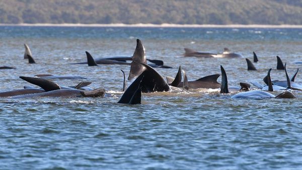 250 Paus Terdampar di Tasmania, Australia