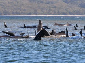 250 Paus Terdampar di Tasmania, Australia