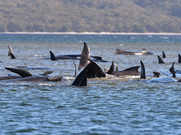 250 Paus Terdampar di Tasmania, Australia