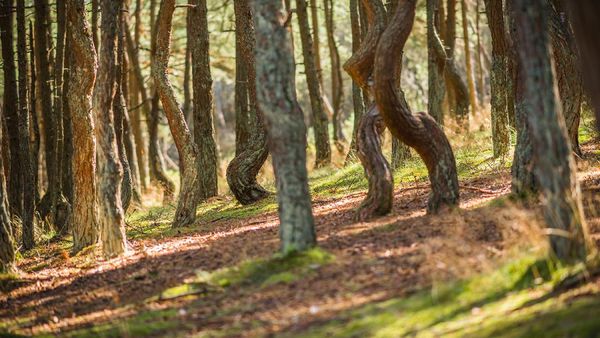 Potret Pohon yang Menari di Rusia