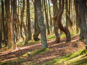 Potret Pohon yang Menari di Rusia