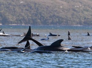 Ratusan Paus Terdampar di Tasmania, 88 Ekor Sudah Melaut