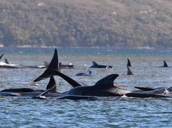 Terjadi Lagi, Lusinan Paus Mati Terdampar
