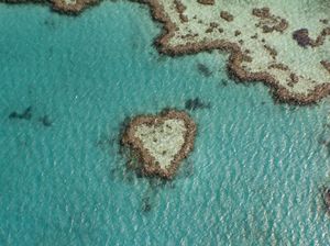 Great Barrier Reef Kehilangan 50% Populasi Karang dalam 3 Dekade