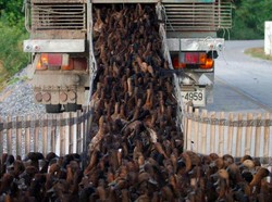 Invasi 10 Ribu Bebek di Ladang Ini Untuk Bersihkan Hama dan Gulma