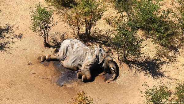 Ini Biang Kerok yang Bikin Ratusan Gajah di Afrika Mati