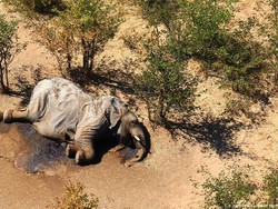 Misteri Kematian Massal Ratusan Gajah di Afrika Terungkap