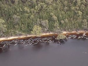 Penampakan dari Udara Ratusan Paus Terdampar di Tasmania