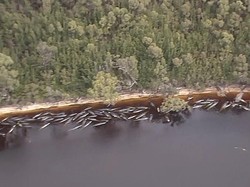 Paus Terdampar di Australia Bertambah Jadi 500, 380 Ekor Sudah Mati